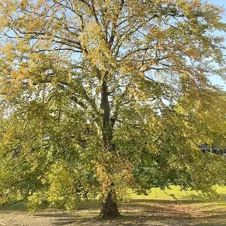 Landgut Am Wald- Fewo In Nordseenaehe *